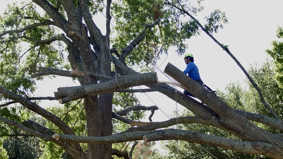 Professional Hazardous Tree Removal performed by certified arborists in Maramec