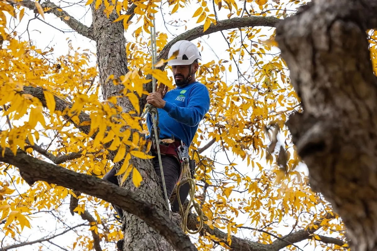 Skilled Tree Pruning crew working in Maramec