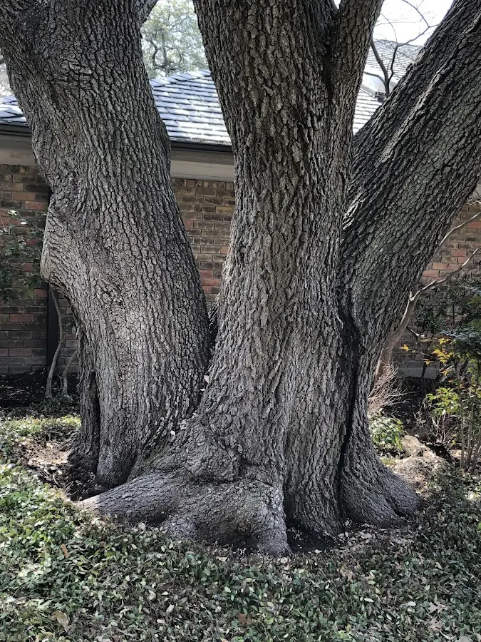 Mature heritage tree close to a Maramec property cared for by certified arborists